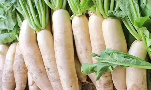 Radish: ముల్లంగి తింటే మన శరీరానికి ఎన్ని లాభాలో తెలుసా..?