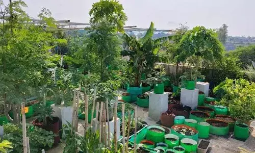 Terrace Gardening : పంటలు పండించాలంటే పొలమే ఉండాల్సిన పనిలేదు గురూ..!