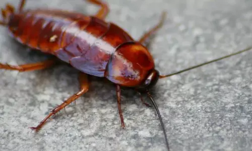 Cockroach Milk: ఆవు పాలు కంటే బొద్దింక పాలు మేలు.. సైంటిస్టుల సంచలన పరిశోధన!