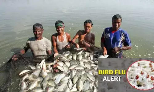 Bird Flu : ఏపీలో మరో కలకలం .. ఆ చేపలు తినడంపై భయాందోళన