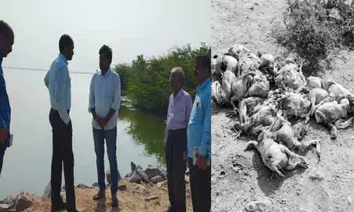 Bird flu chicken : షాకింగ్...అక్కంపల్లి రిజర్వాయర్ లో బర్డ్ ఫ్లూ కోళ్ల కళేబరాలు
