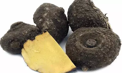 Elephant Yam : మేని సోయగాన్ని పెంచే కందగడ్డ.. తింటే ఎన్ని లాభాలో..