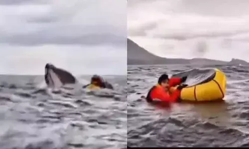 Whale Attack : తిమింగలం నోట చిక్కి...ప్రాణాలతో యువకుడు!