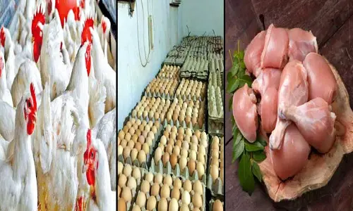 Chicken Lovers: చికెన్ లవర్స్‌కు షాక్! రాష్ట్రానికి చికెన్, గుడ్లు బంద్!