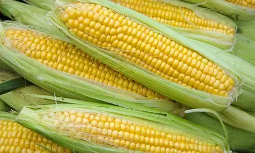 Sweet Corn : భోజనం చేసిన తర్వాత మొక్కజొన్న తినొచ్చా..?