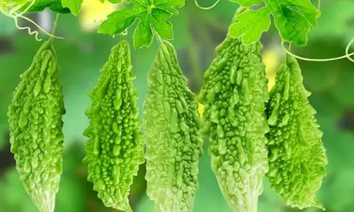 Bitter Gourd : వామ్మో.. కాకర కాయలో ఇన్ని పోషకాలా..?