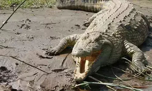 Largest Crocodile : ప్రపంచంలోనే అతిపెద్ద మొసలి..ఎక్కడుందో తెలుసా ?