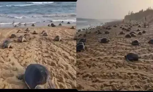Odisha : ఒడిశా తీరంలో లక్షలాది తాబేళ్లు !
