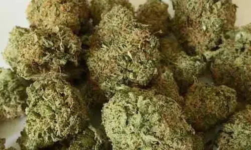 Ganja Seize: పోలీసుల విస్తృత తనిఖీలు.. 300 కిలోల గంజాయి సీజ్