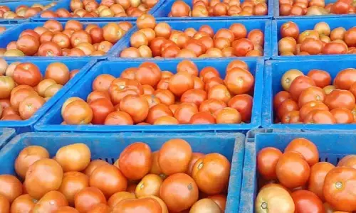 టమాటా రైతులకు సర్కారు గుడ్​న్యూస్​