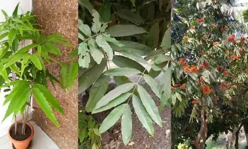 Tree: ఆ వృక్షం స్త్రీలకు ఓ వరం.. ఆధ్యాత్మికంగా, సైంటిఫిక్ గా పేరు పొందిన ఏకైక చెట్టు ఇదే..!