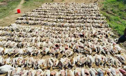 Bird Flu: నల్గొండ జిల్లాలో బర్ద్ ఫ్లూ కలకలం.. ఏకంగా 7 వేల కోళ్లు మృతి