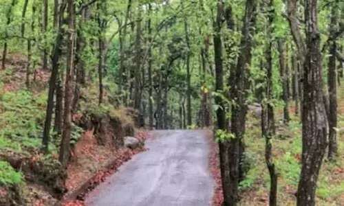 Forest Funds: అటవీ శాఖ నిధులతో ఐఫోన్ల కొనుగోలు.. కాగ్ నివేదికలో వెల్లడి