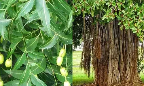 Trees: మనకి ఏ చెట్లు ఎక్కువ ఆక్సిజన్ ఇస్తాయో తెలుసా .. 99 శాతం మందికి తెలియని నిజం ఇదే!
