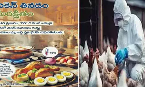 Chicken Safe : బర్డ్ ఫ్లూ భయం వద్దూ..చికెన్ తినడం సురక్షితం !