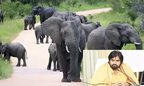 Elephant Attack: ఏనుగుల దాడి.. మృతులకు రూ.10లక్షల పరిహారం ప్రకటించిన పవన్ కళ్యాణ్