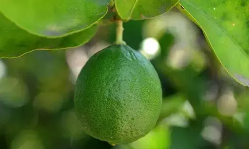 ‘ఒక్క నిమ్మకాయకు రూ.13వేలు’.. షాక్‌లో ప్రజలు.. ఎక్కడంటే?