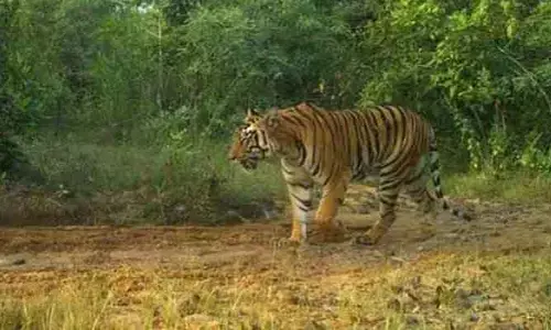 Tiger Tension : ఇంకా ఆ జిల్లాలోనే పెద్ధపులి!