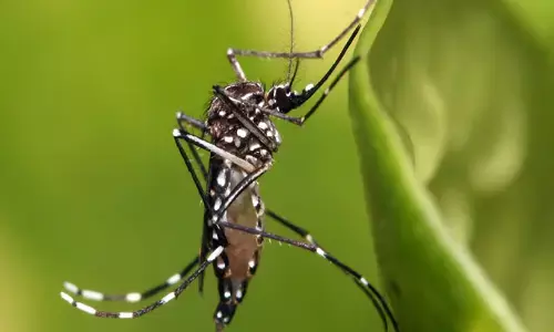 Mosquito: దోమలు పగలు ఎందుకు కనపడవు.. కారణం తెలిస్తే షాకవ్వాల్సిందే!