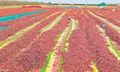 Theft of chilli : మిర్చి రైతుల దిగుబడుల దొంగతనం