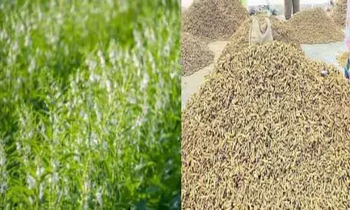 Sesame : పసుపు తర్వాత నువ్వుల సాగు చేస్తే లాభాలు