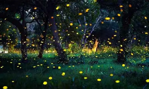 Fire flies Tours : మిణుగురులను చూసేందుకు వెలుతారా ?
