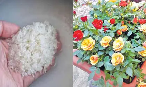 Rice Water : బియ్యం నీళ్లతో మొక్కలు క్షేమం!