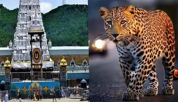 Tirumala:భక్తులపై చిరుతల దాడులు.. టీటీడీ కీలక నిర్ణయం? Tirumala:భక్తులపై చిరుతల దాడులు.. టీటీడీ కీలక నిర్ణయం?
