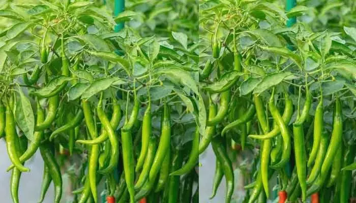 Farming: మిరప పంటలో ఈ లక్షణాలు కనిపిస్తే.. జాగ్రత్త పడండి.. లేదంటే నష్టపోతారు! Farming: మిరప పంటలో ఈ లక్షణాలు కనిపిస్తే.. జాగ్రత్త పడండి.. లేదంటే నష్టపోతారు!
