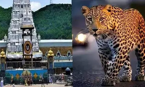 Tirumala:భక్తులపై చిరుతల దాడులు.. టీటీడీ కీలక నిర్ణయం?