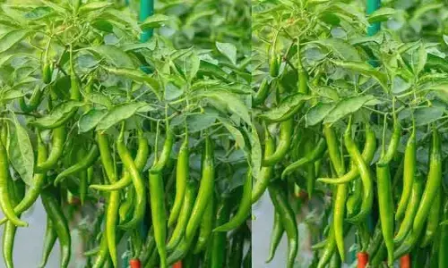 Farming: మిరప పంటలో ఈ లక్షణాలు కనిపిస్తే.. జాగ్రత్త పడండి.. లేదంటే నష్టపోతారు!