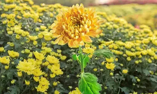 Chamanthi  Flower: పూల సాగుతో భారీ లాభాలు.. శ్రమ తక్కువ .. ఆదాయం ఎక్కువ