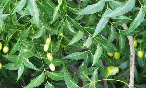 Neem : రోజూ ఉదయాన్నే ఈ ఆకులు తింటే ఆ వ్యాధులన్ని మాయం..!