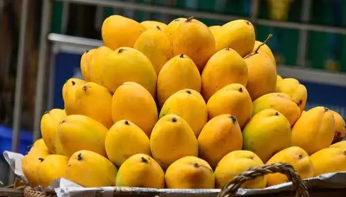 Mango season: మామిడి సీజన్ వచ్చేసింది! Mango season: మామిడి సీజన్ వచ్చేసింది!