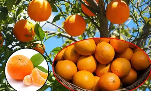 Orange : ఈ పండు రోజుకు ఒక్కటి తిన్నా చాలు.. ఆ సమస్యలన్నీ మాయం!