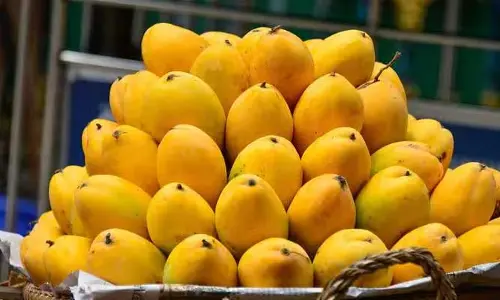 Mango season: మామిడి సీజన్ వచ్చేసింది!