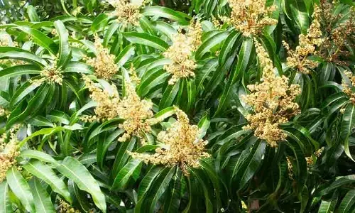 Mango farming: మామిడి పూత దశలో ఈ జాగ్రత్తలు తీసుకోవాలి.. లేదంటే నష్టం తప్పదు..!