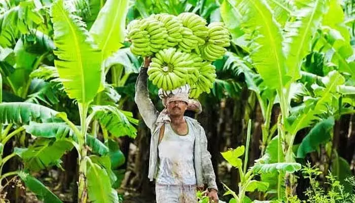 Banana: అరటి సాగు చేయాలంటే.. ఒక ఎకరా కి ఎంత పెట్టుబడి పెట్టాలి..? Banana: అరటి సాగు చేయాలంటే.. ఒక ఎకరా కి ఎంత పెట్టుబడి పెట్టాలి..?