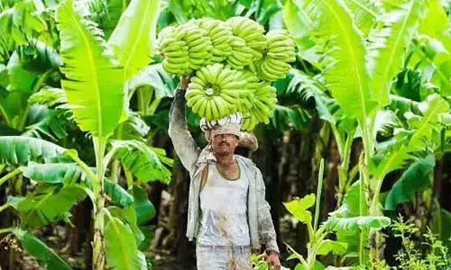 Banana: అరటి సాగు చేయాలంటే.. ఒక ఎకరా కి ఎంత పెట్టుబడి పెట్టాలి..?