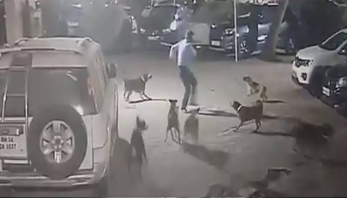 Viral video: కుక్కలతో కాదు.. వీళ్లతోనే యమ డేంజర్.. అసలేం జరిగిందో చూడండి! Viral video: కుక్కలతో కాదు.. వీళ్లతోనే యమ డేంజర్.. అసలేం జరిగిందో చూడండి!