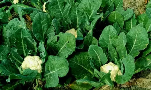Cauliflower:  క్యాలీఫ్లవర్ పంటను ఎలా సాగు చేయాలంటే..?