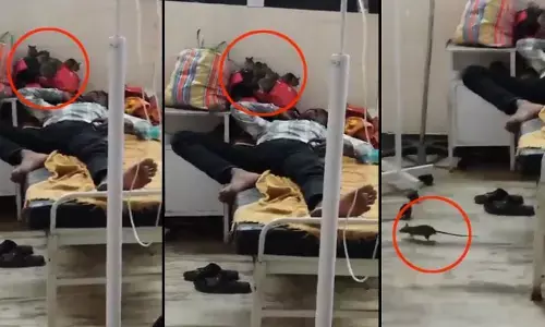 Rats Hospital: వామ్మో.. దవాఖానలో ఎలుకల స్వైరవిహారం.. పేషెంట్ తల వద్ద కుప్పలు కుప్పలు..