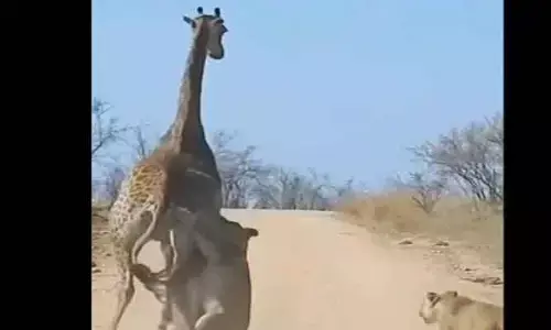Viral video: జిరాఫీని చుట్టూ ముట్టిన సింహాలు.. చివరికి ఏం జరిగిందంటే?