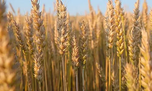 wheat: గోధుమ పంట వేస్తున్నారా.. అయితే, ఈ జాగ్రత్తలు తప్పక తీసుకోవాలి!