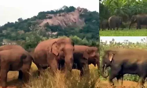 Ap News: ఏనుగుల బీభత్సం.. చేతికొచ్చిన పంట సర్వ నాశనం