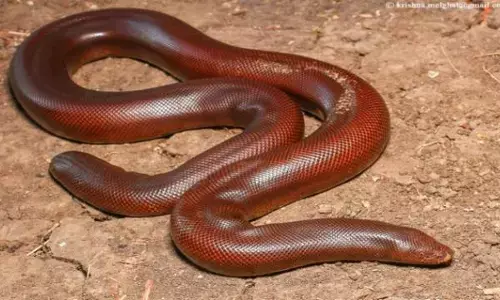 Sand Boa: రెండు తలలు కలిగిన అరుదైన పాములు ఇక్కడ పెరుగుతున్నాయి.. వాటి ధర కోట్లలో ఉంటుందని తెలుసా?