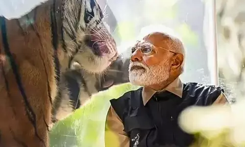 Tiger Reserve: మధ్యప్రదేశ్‌లో 58వ టైగర్ రిజర్వ్‌ ఏర్పాటును ప్రశంసించిన ప్రధాని మోడీ