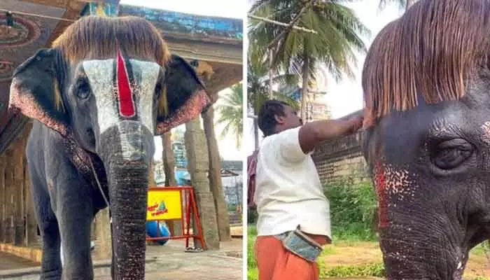 Viral video: వావ్.. ఈ ఏనుగు హెయిర్ స్టైల్కి ఎవ్వరైనా ఫిదా అవ్వాల్సిందే! Viral video: వావ్.. ఈ ఏనుగు హెయిర్ స్టైల్కి ఎవ్వరైనా ఫిదా అవ్వాల్సిందే!