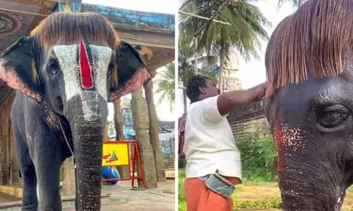 Viral video: వావ్.. ఈ ఏనుగు హెయిర్ స్టైల్‌కి ఎవ్వరైనా ఫిదా అవ్వాల్సిందే!