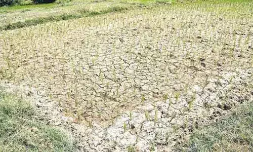 చి‘వరి’ఆశలు గల్లంతేనా..?